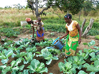 Emprendedores agrícolas en Mozambique-img1