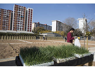 Cornellà posa en marxa els horts socials de Sant lldefons-img1