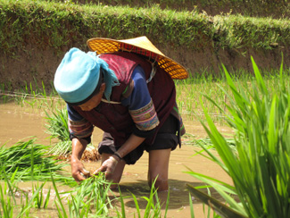 Human Day, for food security-img1