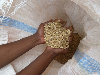 Humana ands HPP-Congo enhance in Gemena training on quality and seed multiplication-img1