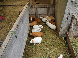 Ecuador: the challenge of optimizing the production of guinea pigs-img2