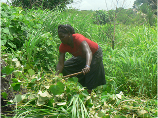 Trabajando a favor de la seguridad alimentaria en Quinara, Guinea-Bissau-img1