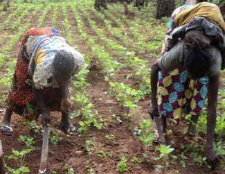 Los 3.000 agricultores participantes obtienen los primeros resultados-img1