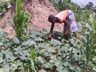 First results of the project to improve the food security in Boane, Mozambique-img1