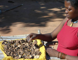 300 pequeños agricultores de Cabo Delgado incorporan túneles solares de secado de alimentos-img2