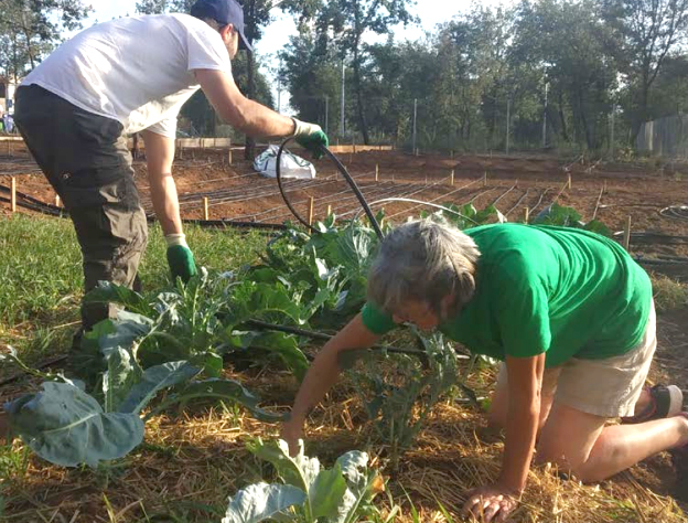 If you are interested in urban agriculture, download this 3C good practices guide-img3