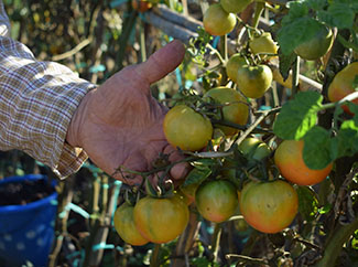 The 3C urban garden in Tordera (Barcelona) begins a new stage-img1