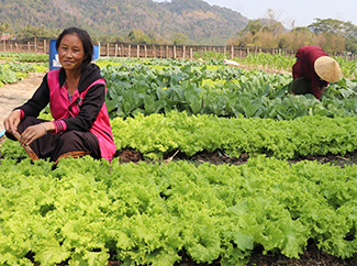 Laos: community development and agriculture beyond the pandemic-img1