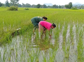 Laos: cómo los agricultores mejoran la resiliencia climática y la nutrición de las comunidades-img1