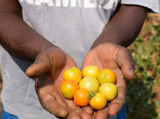 Mejorando la formación profesional aplicada al sector agrícola de Namibia-img1