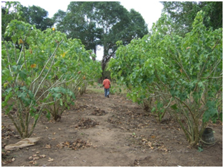 The bio-fuel center in Cabo Delgado, Mozambique up and running-img2